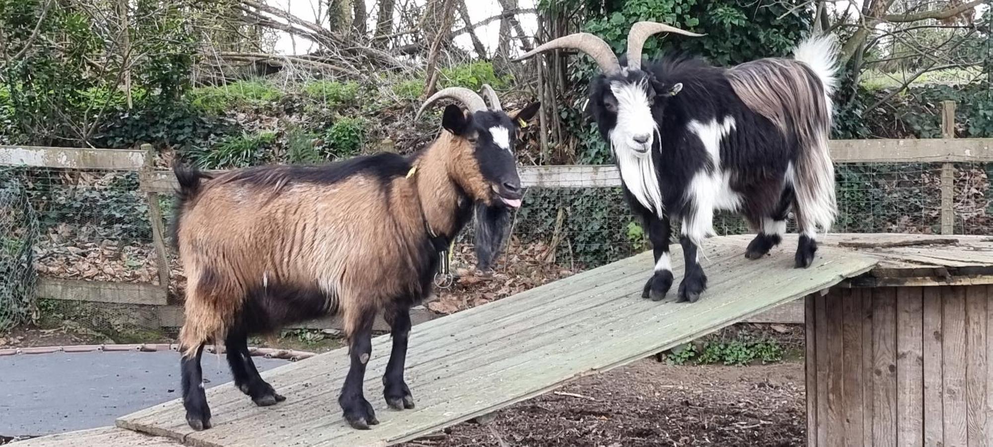 Gites Ferme De La Baie Roz-sur-Couesnon Esterno foto
